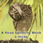 A Head-Spinning Week – a recap